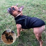 DogJacket, fényvisszaverő és vízálló téli kabát kutyáknak