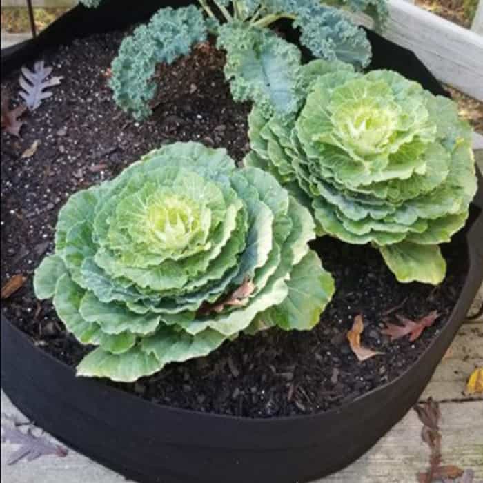 Ültető zsák, Garden GrowBag