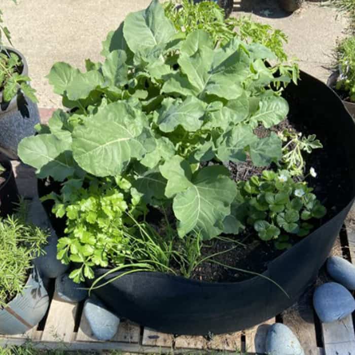 Ültető zsák, Garden GrowBag